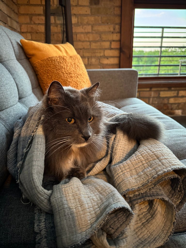 adoptable Cat in Saint Paul, MN named Nacho