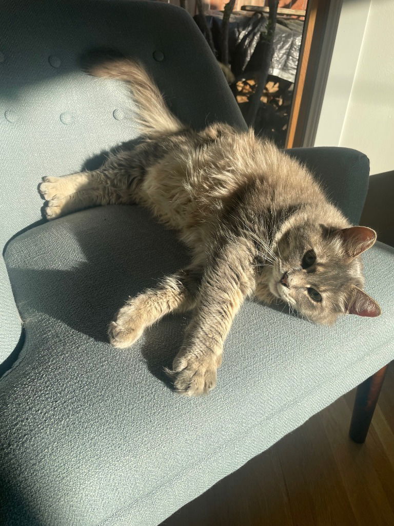 adoptable Cat in Saint Paul, MN named Scrabble (Special Needs)