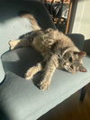 adoptable Cat in  named Scrabble (Special Needs)