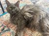 adoptable Cat in  named Chauncey