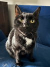 adoptable Cat in , MN named Gary - No Longer Accepting Applications