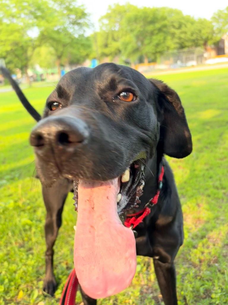 adoptable Dog in Saint Paul, MN named Eddie