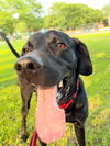 adoptable Dog in  named Eddie