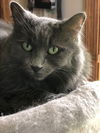 adoptable Cat in  named Geri