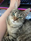 adoptable Cat in , MN named Missi