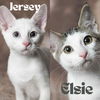 adoptable Cat in , MN named Jersey / Elsie
