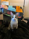 adoptable Cat in , MN named Rainbow