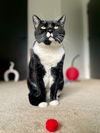 adoptable Cat in , MN named Bo