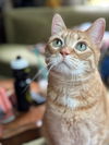adoptable Cat in , MN named Lilu - No longer accepting applications
