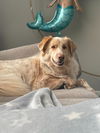 adoptable Dog in , MN named Izzy