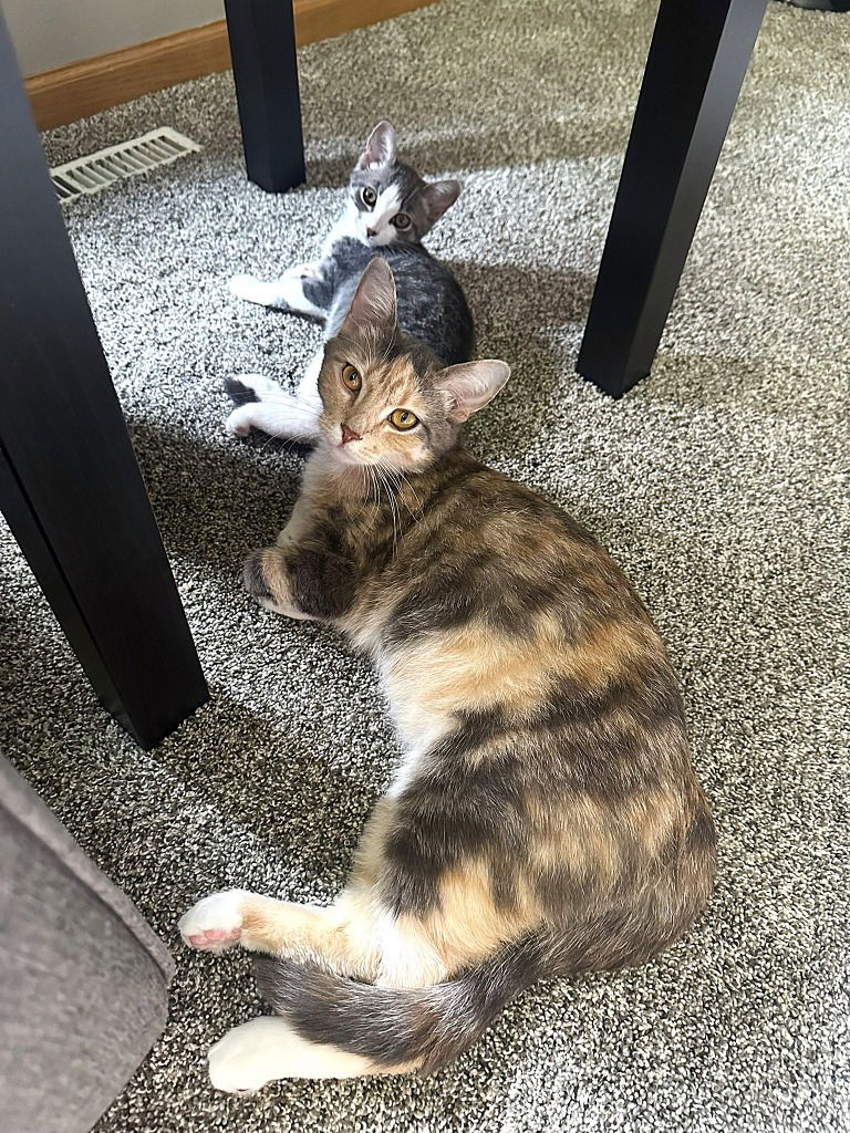 adoptable Cat in Saint Paul, MN named Marigold / Moxie