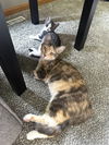 adoptable Cat in , MN named Marigold / Moxie
