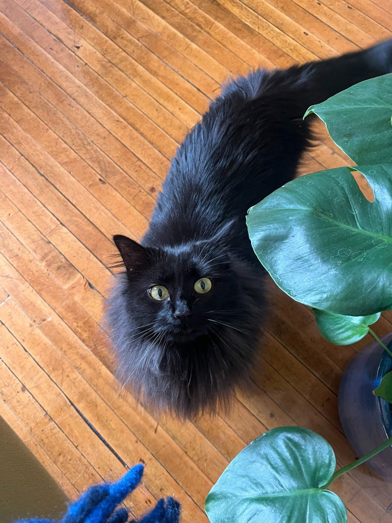 adoptable Cat in Saint Paul, MN named Nadja