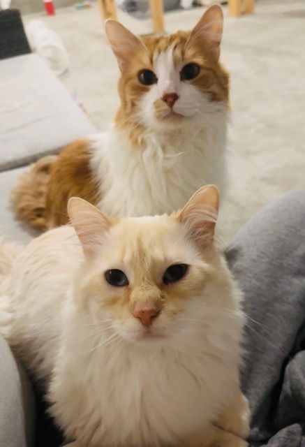 adoptable Cat in Saint Paul, MN named Nemo / Latte