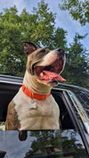 adoptable Dog in  named Diamond