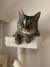 adoptable Cat in , MN named Faena