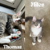 adoptable Cat in  named Miles / Thomas