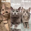 adoptable Cat in , MN named Rachel / Monica / Phoebe