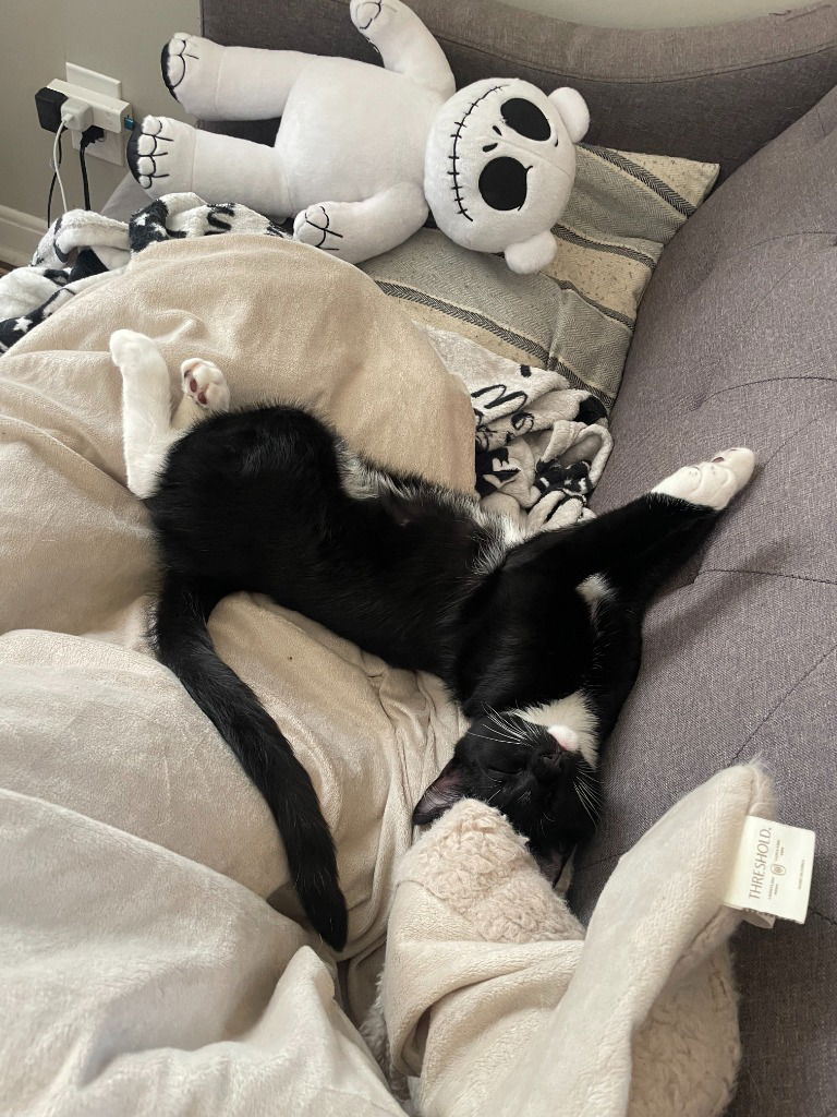 adoptable Cat in Saint Paul, MN named Zuko