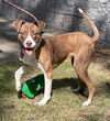 adoptable Dog in  named Irie