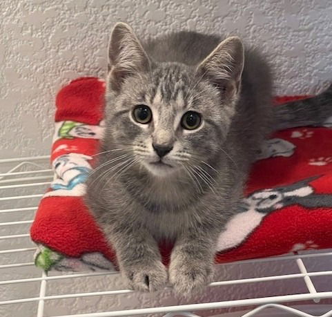adoptable Cat in Saint Paul, MN named Baja Blast