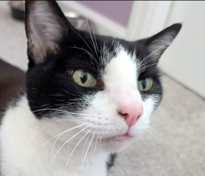 adoptable Cat in Saint Paul, MN named Harry - Pending Adoption
