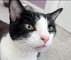 adoptable Cat in , MN named Harry - Pending Adoption
