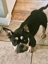 adoptable Dog in  named Gertie