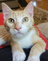 adoptable Cat in , MN named Howl - No Longer Accepting Applications