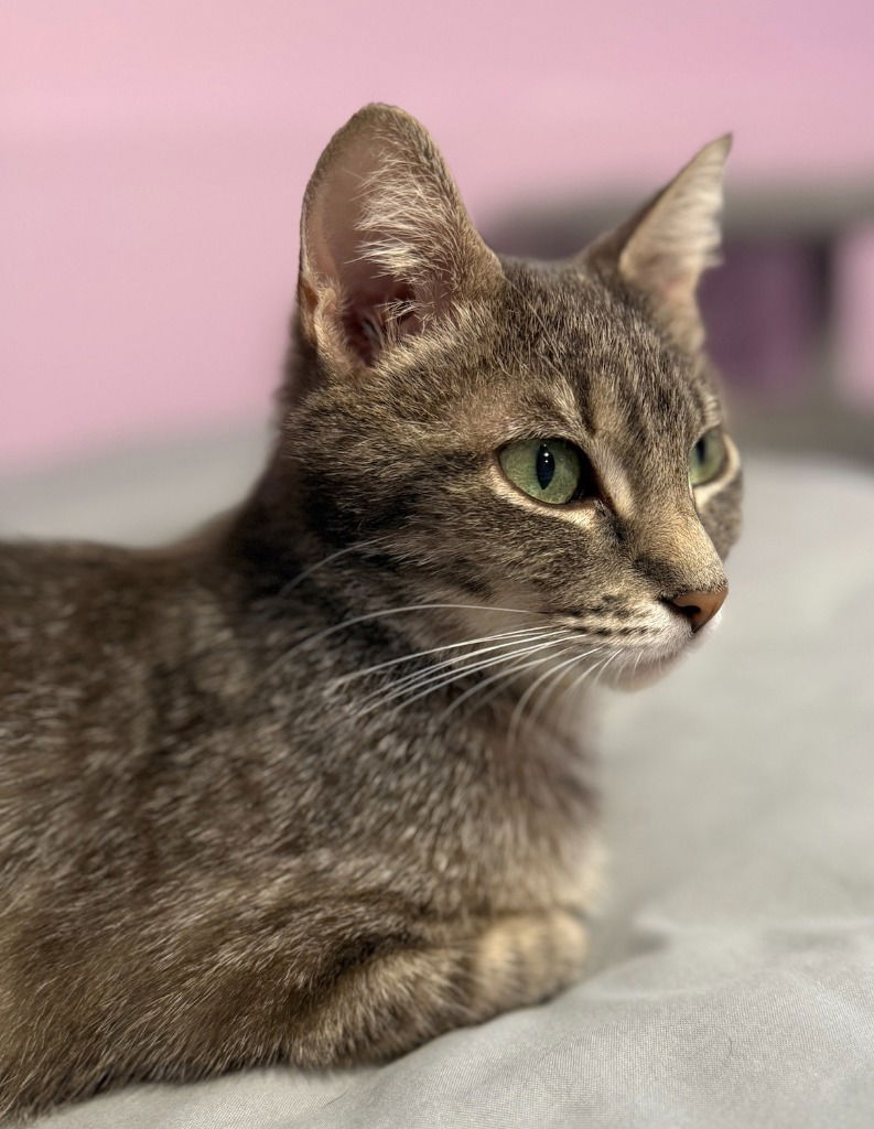 adoptable Cat in Saint Paul, MN named Olive