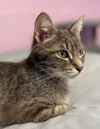 adoptable Cat in , MN named Olive