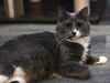 adoptable Cat in  named Poppy