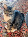 adoptable Cat in  named Bubbles