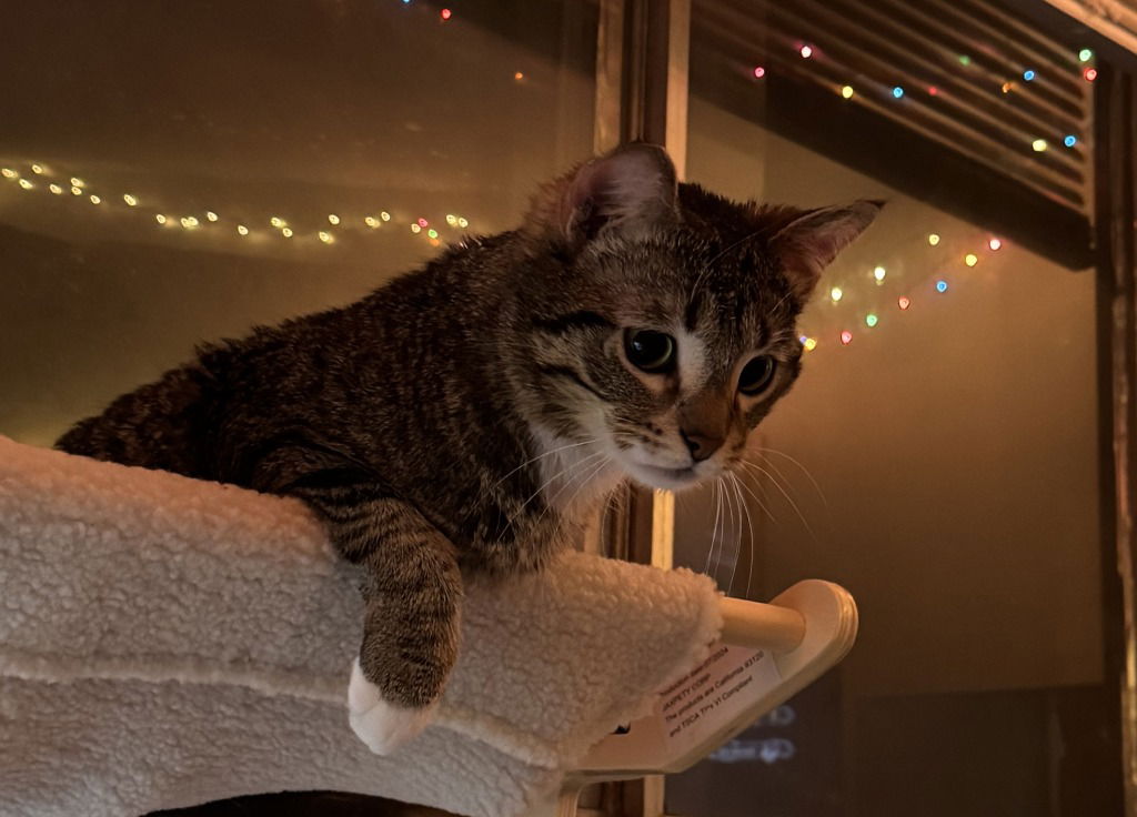 adoptable Cat in Saint Paul, MN named Challa