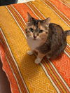 adoptable Cat in  named Luna