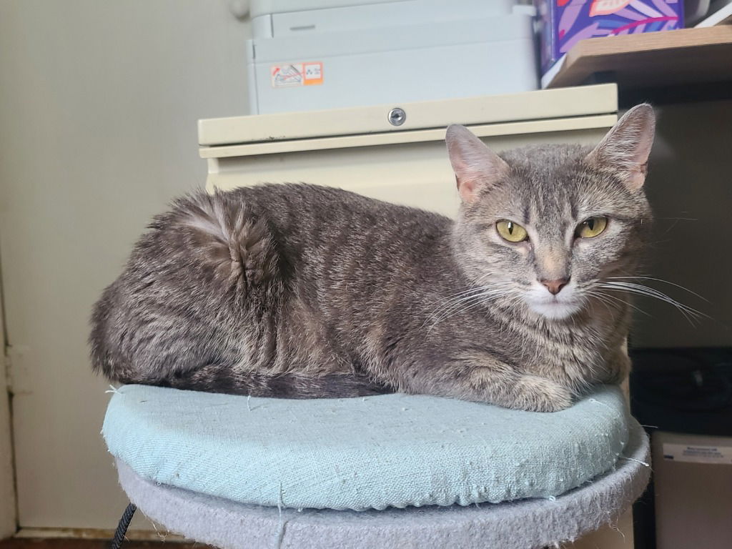 adoptable Cat in Saint Paul, MN named Misty