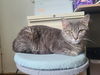 adoptable Cat in  named Misty / Cloud / Smudge