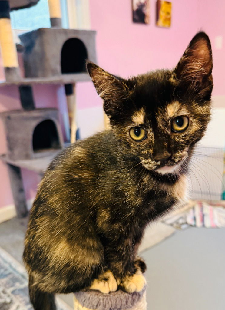 adoptable Cat in Saint Paul, MN named Val / Rich