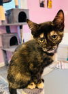 adoptable Cat in  named Val / Rich