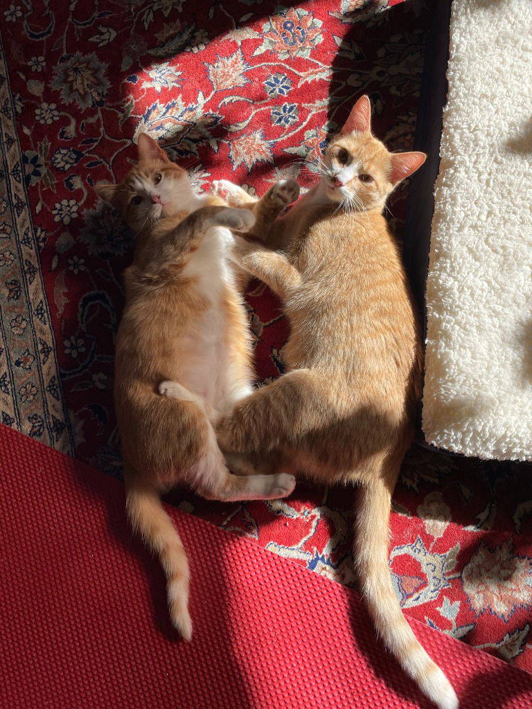 adoptable Cat in Saint Paul, MN named Peanut Butter / Scooter Magoo