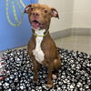 adoptable Dog in  named Vanna