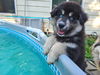 adoptable Dog in , MN named Eska