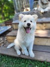 adoptable Dog in , MN named Jago