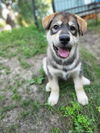 adoptable Dog in , MN named Kavik
