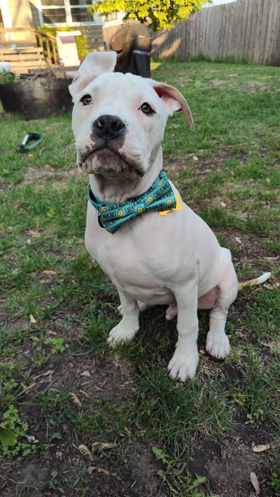 adoptable Dog in Saint Paul, MN named Andre