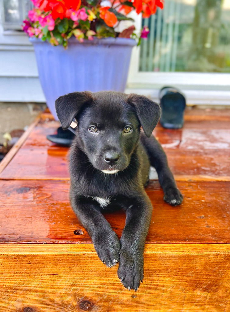 adoptable Dog in Saint Paul, MN named Atlas