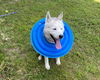 adoptable Dog in  named Boris