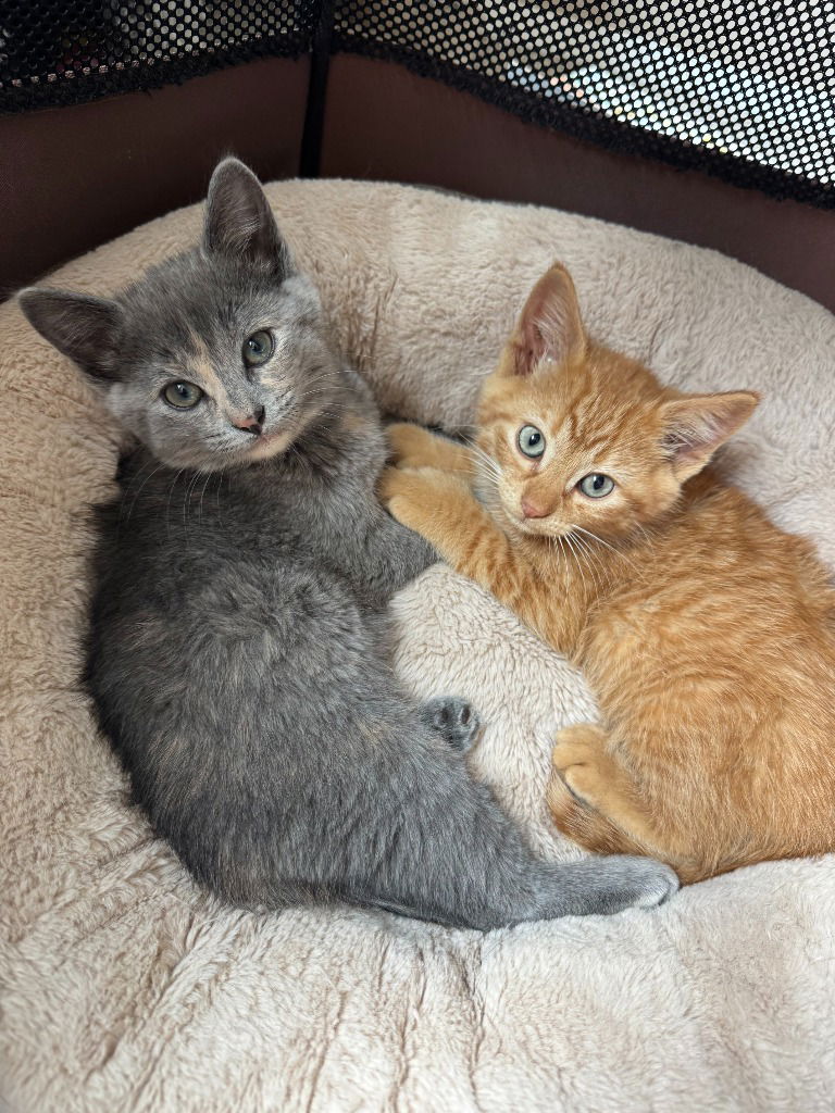 adoptable Cat in Saint Paul, MN named Ash / Willow