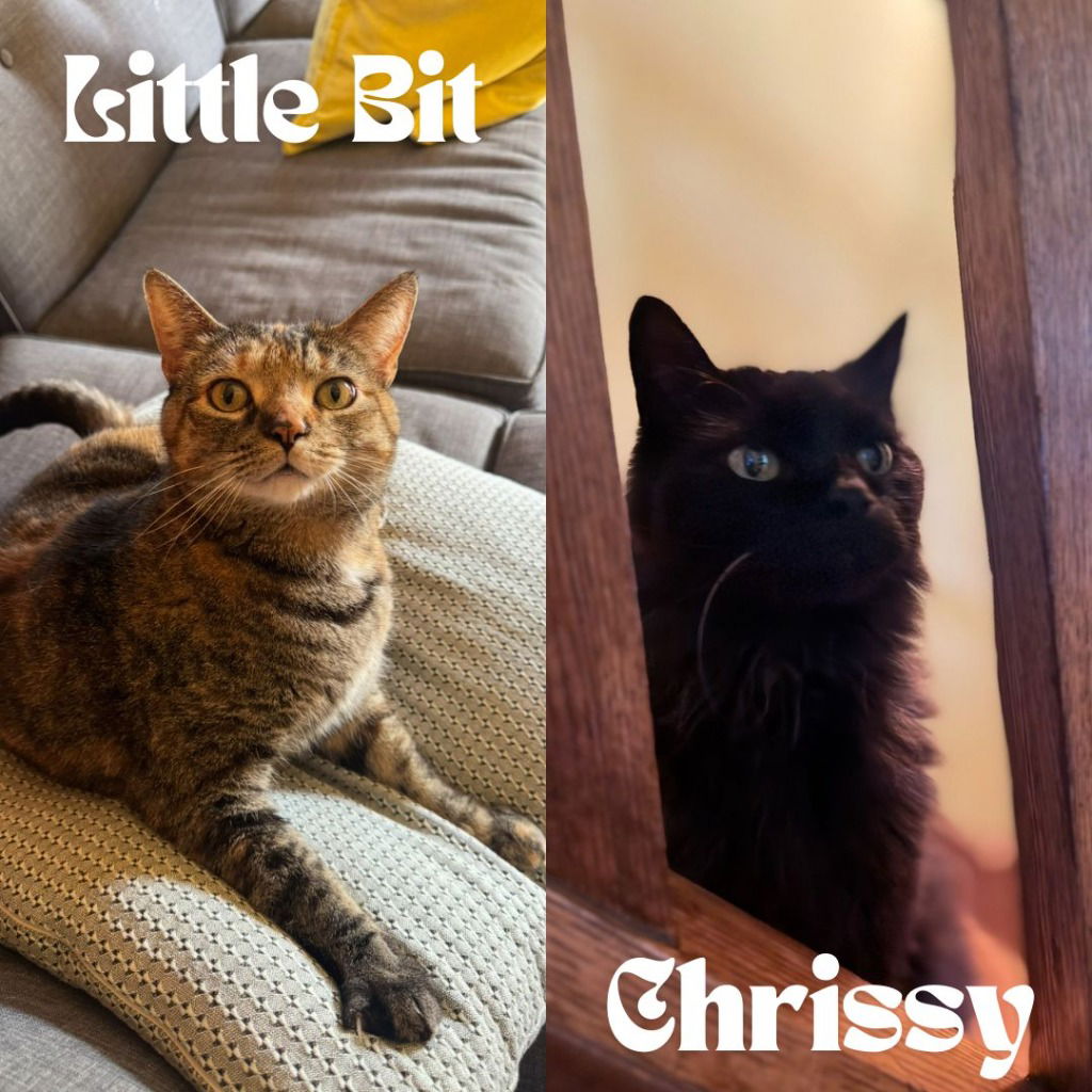 adoptable Cat in Saint Paul, MN named Chrissy / Little Bits