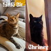 adoptable Cat in  named Chrissy / Little Bits